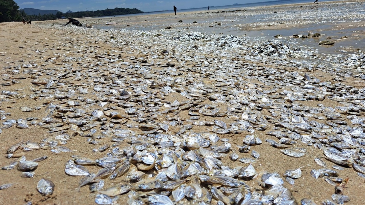 อ.ธรณ์ เผยปรากฏการณ์ "ปลาตาย" หาดทุ่งวัวแล่น เกิดขึ้นทุกปี แต่ครั้งนี้หนักสุด