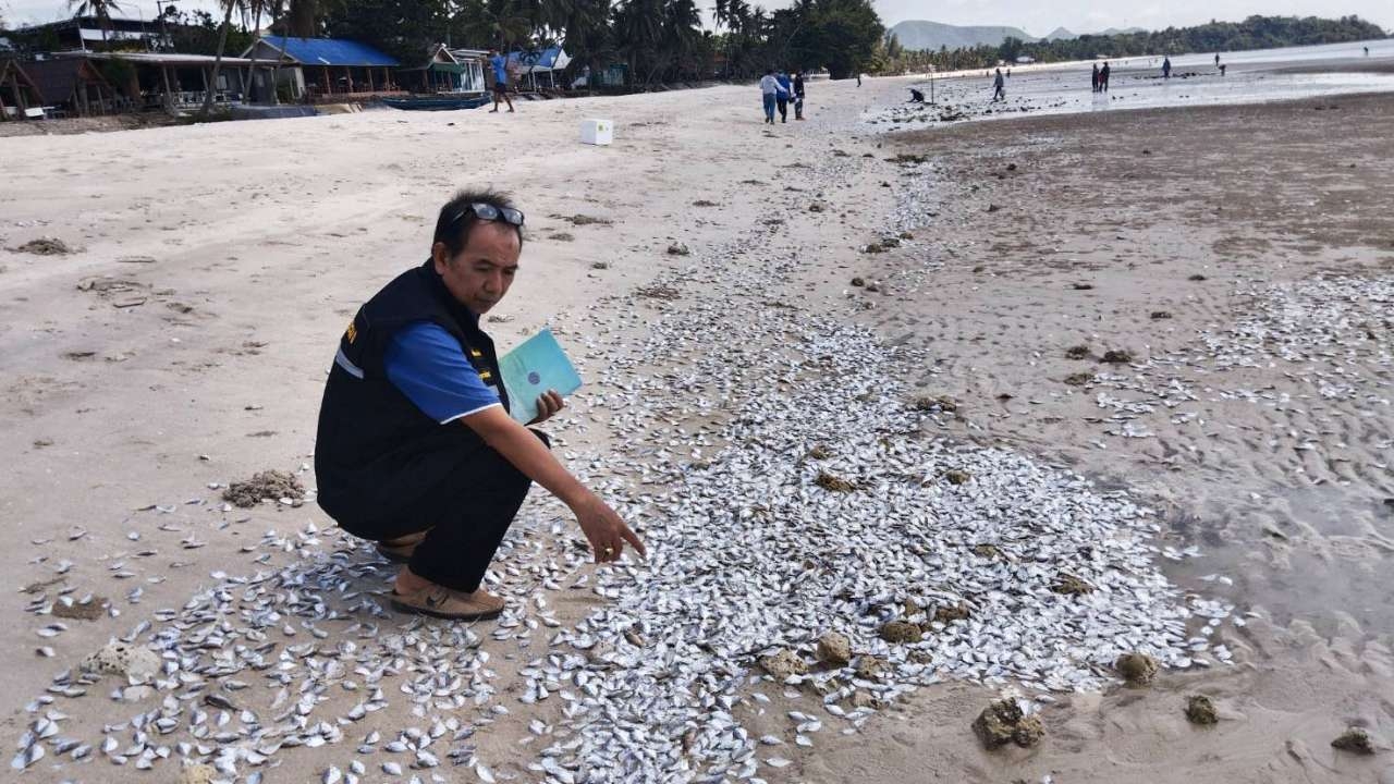 ปลาตายเกลื่อนหาดทุ่งวัวแล่น ตรวจแล้วเกิดจากแพลงก์ตอน ทำให้ขาดออกซิเจน