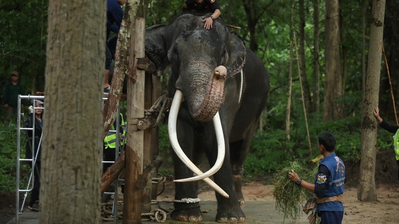อย่าหลงเชื่อ "ศูนย์อนุรักษ์ช้างไทย" ไม่เปิดรับบริจาคเงินรักษา "พลายศักดิ์สุรินทร์"