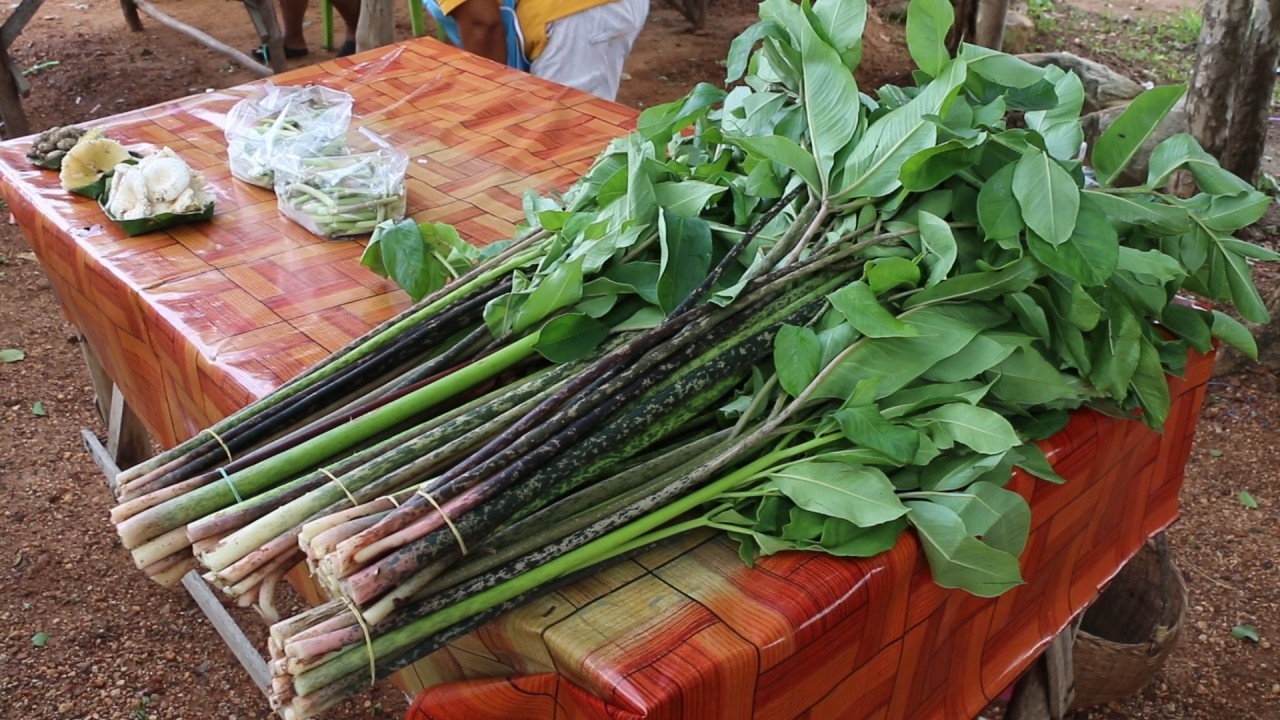 ผักอีลอกออกแล้ว อาหารประจำถิ่นอีสาน ขายกำละ 20 บาท แกงใส่หน่อไม้เด็ดสุด