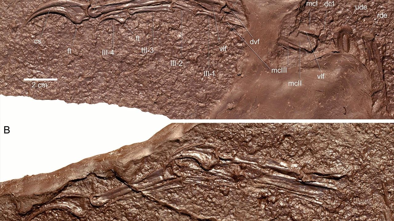 นักโบราณคดีเผยไดโนเสาร์เธอโรพอดที่พบใหม่ มีมือที่แปลกประหลาด