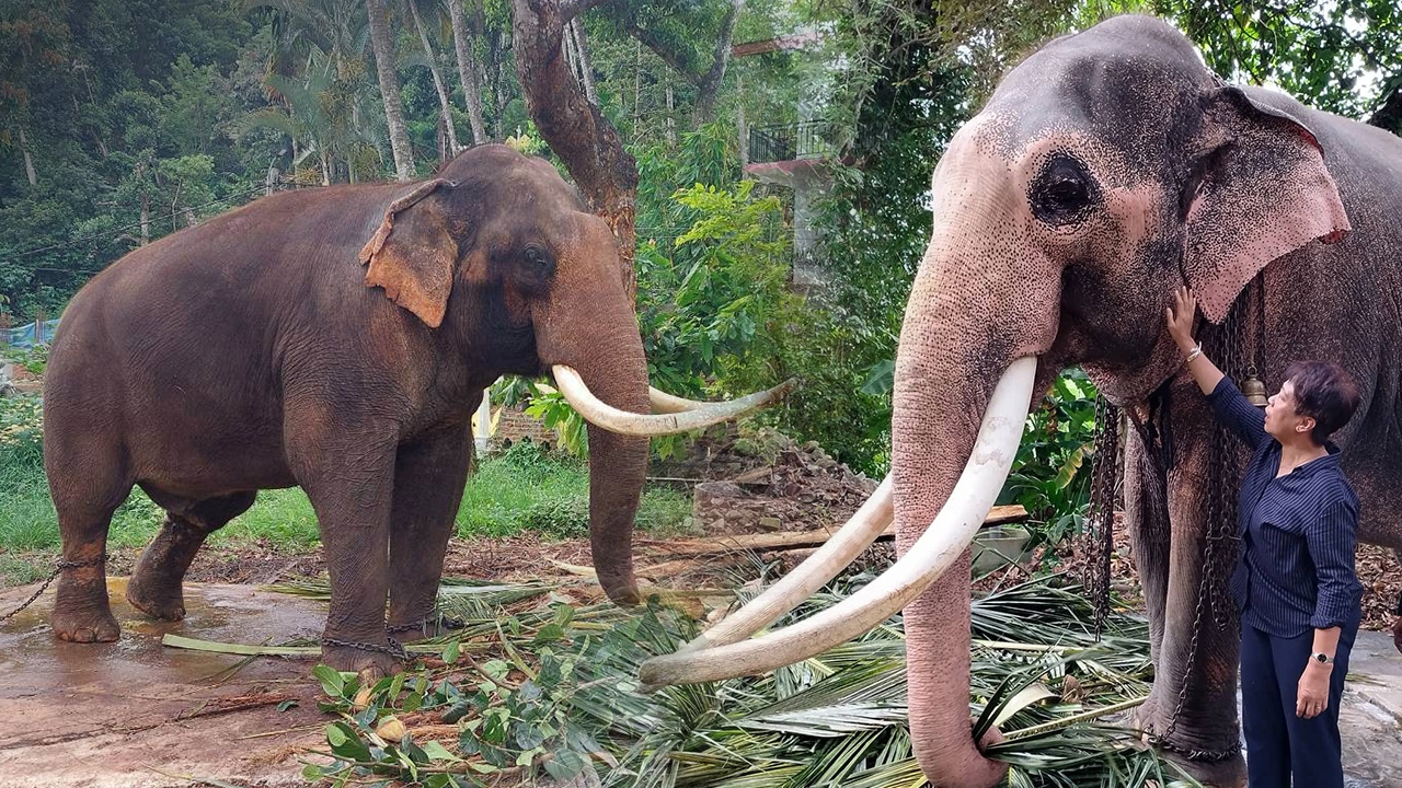 2 ช้างไทยทูตสันถวไมตรีศรีลังกา ความเป็นอยู่ดีกว่า “พลายศักดิ์สุรินทร์” 