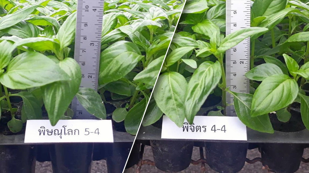 ฟ้าทะลายโจร 2 พันธุ์ดี