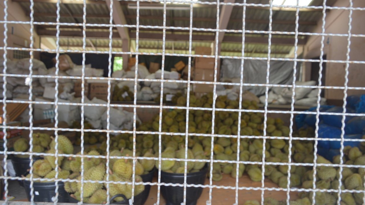 ศุลกากรยืนยัน ทุเรียนกว่า 8 ตัน ลอบข้ามแดนจริง เจ้าของสารภาพซื้อจากคนกัมพูชา