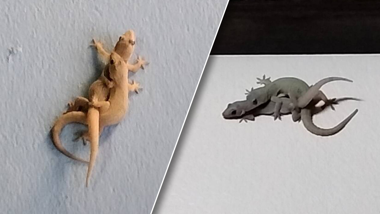 เจ้าของบ้านตะลึง เจอจิ้งจกออกมาพลอดรักถึง 2 คู่ เชื่อจะมีโชค