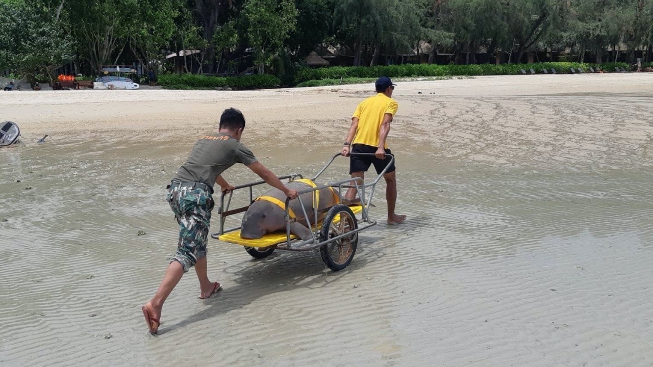 สลด พะยูน เพศเมียตายเกยหาดทับแขก จ.กระบี่ เจอตัวที่ 6 ของปี 