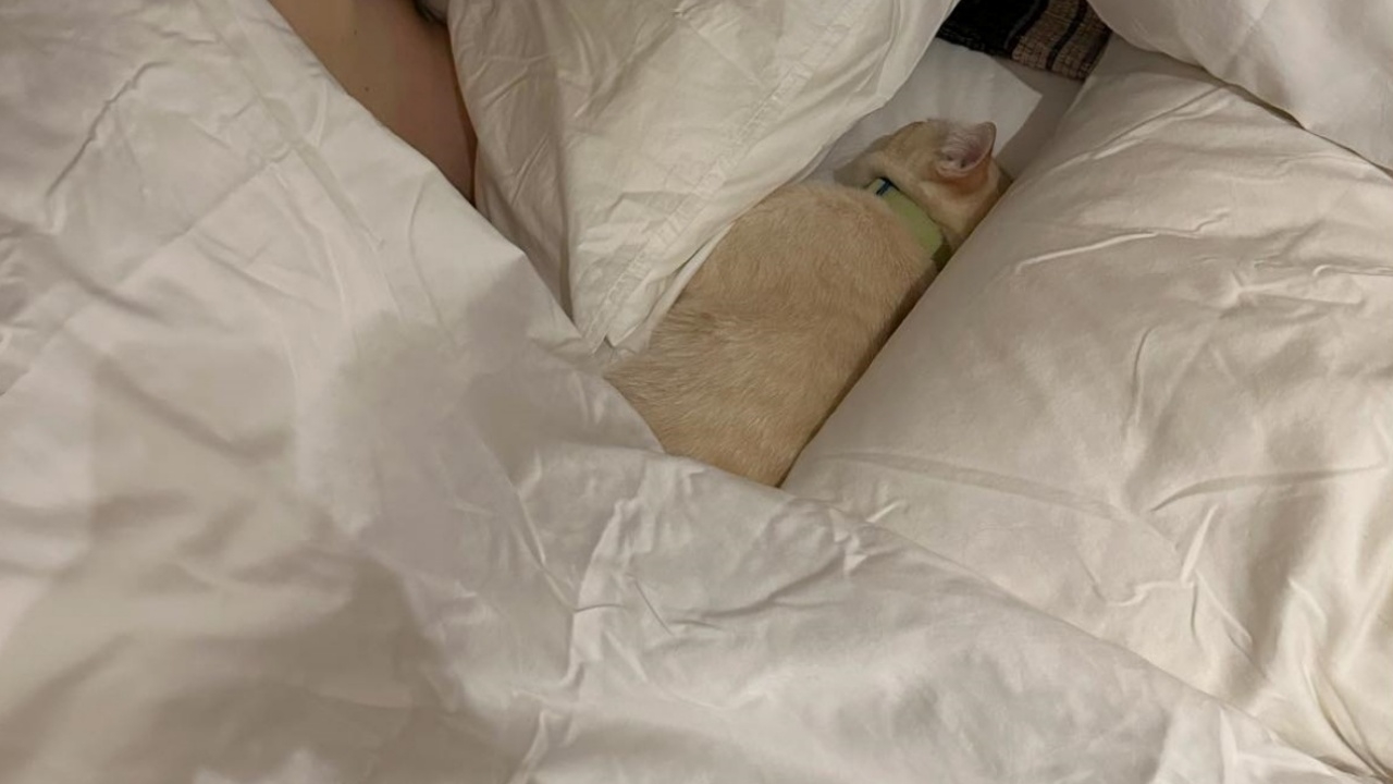 สาวเซ็ง "แมว" นอนเบียดจึงซื้อเตียงใหม่ จ่ายเงินไปไม่ทันไร ต้นเหตุกลับย้ายที่นอน