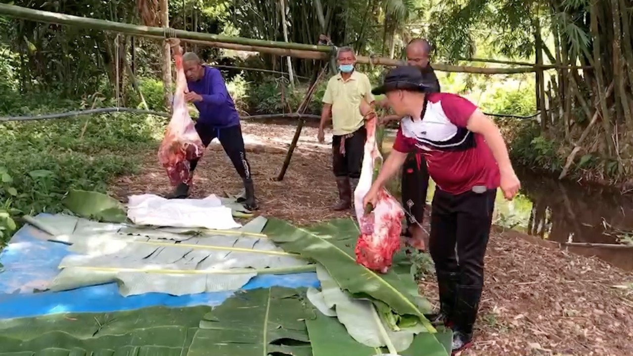 ชาวไทยมุสลิมที่ อ.เบตง ทำกุรบานแจกจ่ายเนื้อวัวแก่ผู้ยากไร้ ในวันอีดิ้ลอัฎฮา