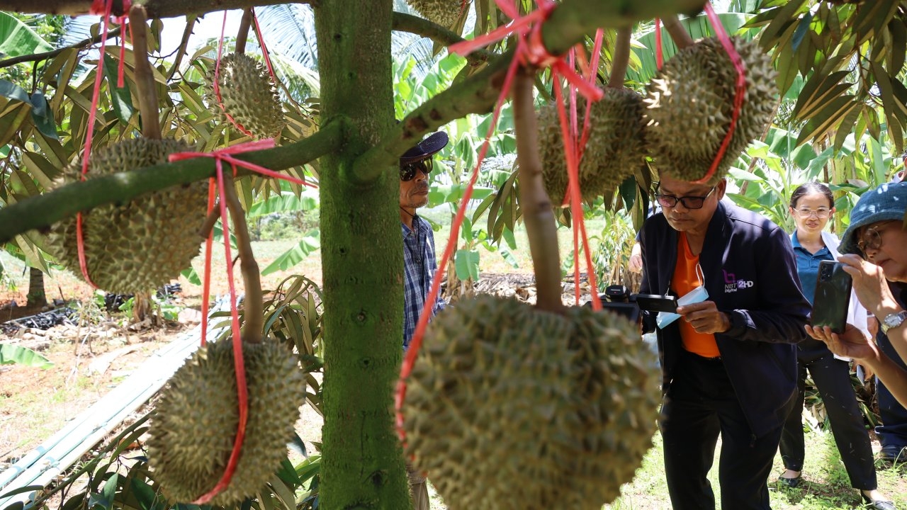 คอทุเรียนรอเจองานใหญ่ เทศกาลทุเรียนต้นน้ำมูลโคราช อ.ครบุรี เริ่ม 22-23 ก.ค.นี้