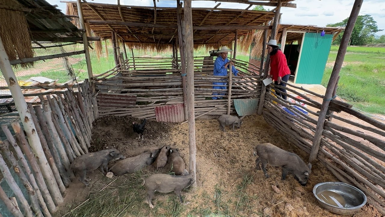 หนุ่มวัย 48 เบื่อชีวิตเมือง กลับขอนแก่นทำฟาร์มเพาะหมูป่า ขายลูกหมูสร้างรายได้