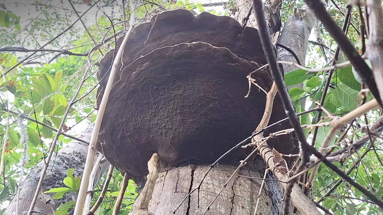 อันตราย "เห็ดยักษ์พ่นควัน" แท้จริงกำลังปล่อยสปอร์ เตือนห้ามเข้าใกล้-สูดดม