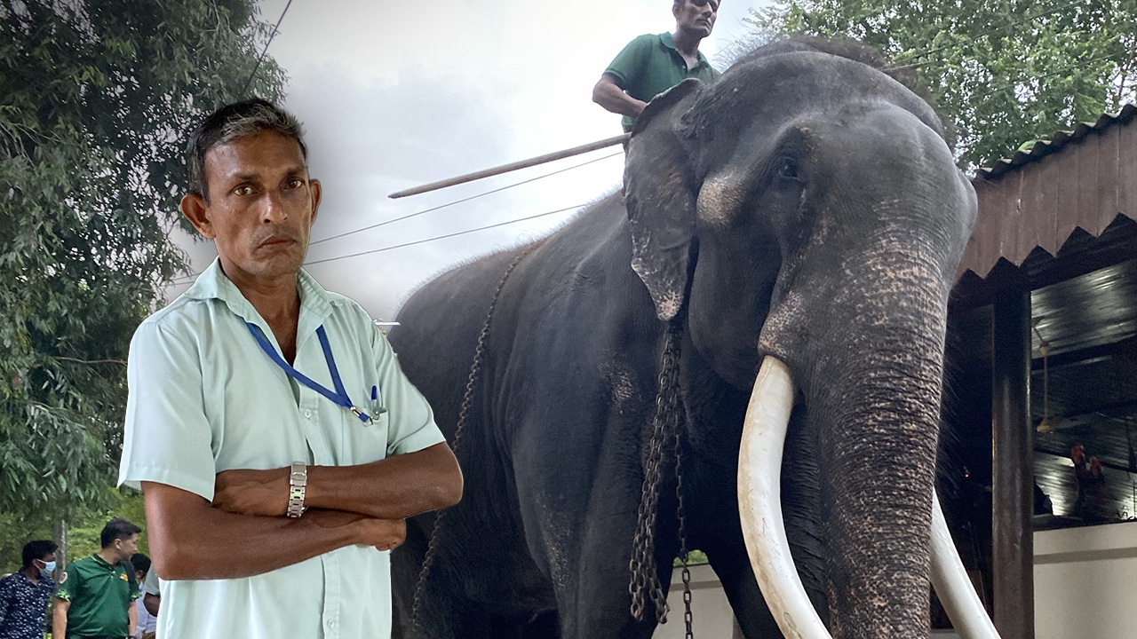 เปิดใจควาญศรีลังกา เดินทางมาพร้อม “พลายศักดิ์สุรินทร์” มีประสบการณ์ 28 ปี มั่นใจภารกิจสำเร็จ 