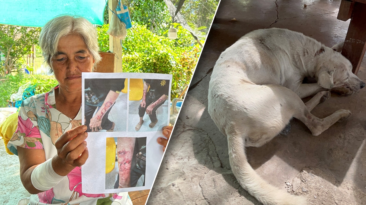 ผวา สาวหนองเสือโคตรดุ กัดป้าเนื้อหลุดคาปาก น้องหมากระโจนเข้าช่วย