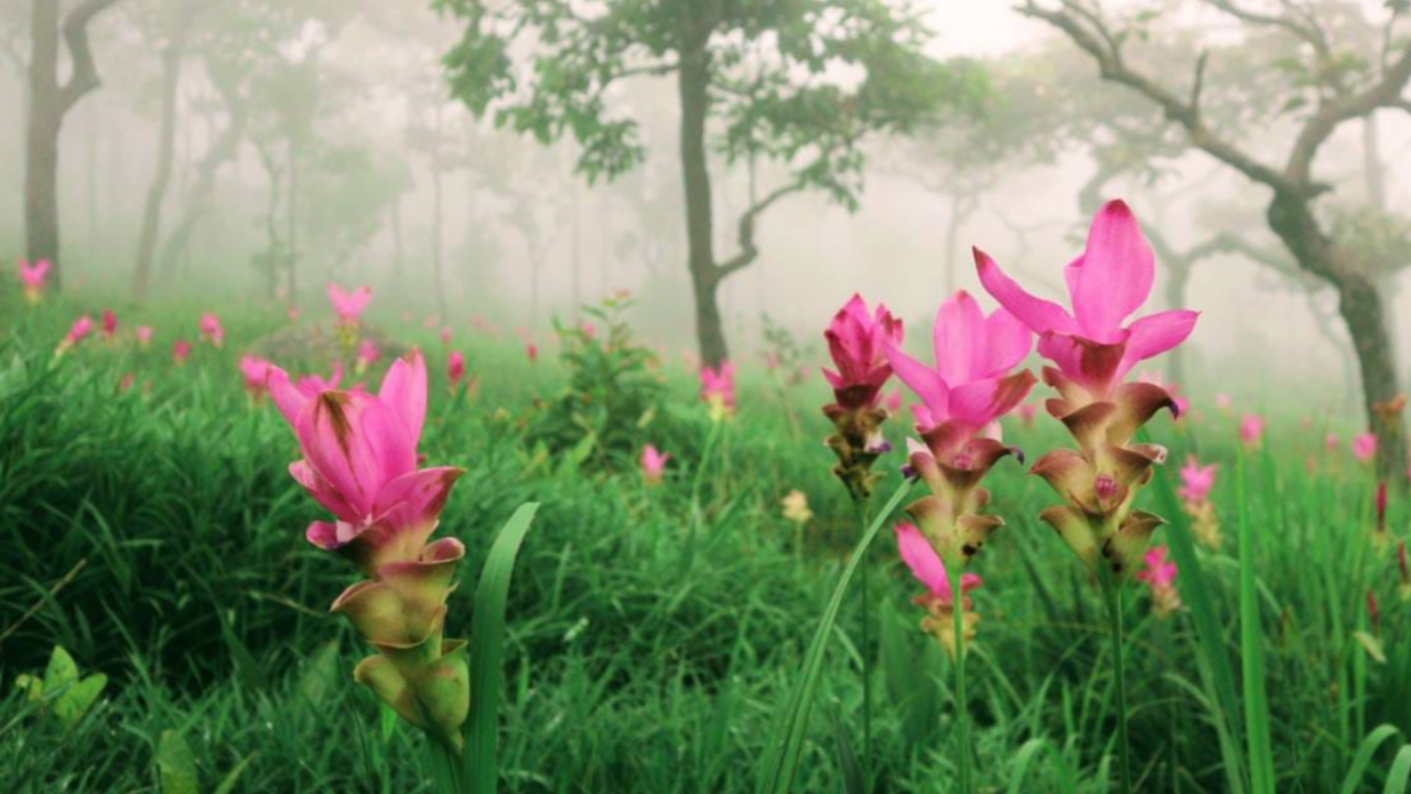 ดอกกระเจียวบานสะพรั่งที่อุทยานแห่งชาติป่าหินงาม และไทรทอง พร้อมเปิดให้เที่ยวตลอดหน้าฝนนี้