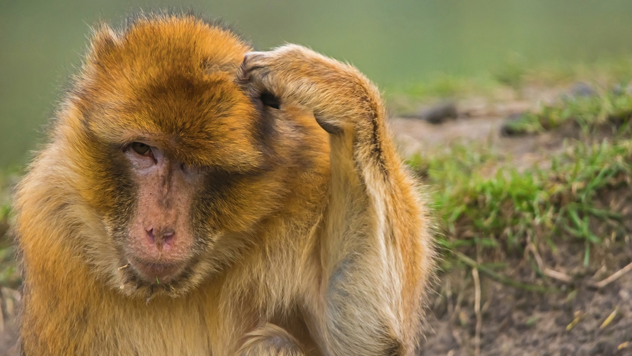 เจ้าลิงโง่