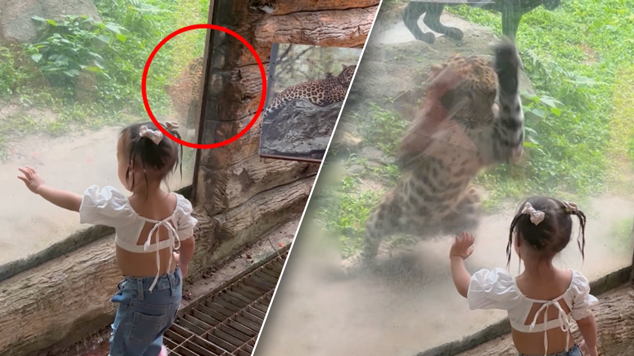 เสือดาวแอบข้างกระจก รอเวลาโผล่มา "จ๊ะเอ๋" กับหนูน้อย (คลิป)