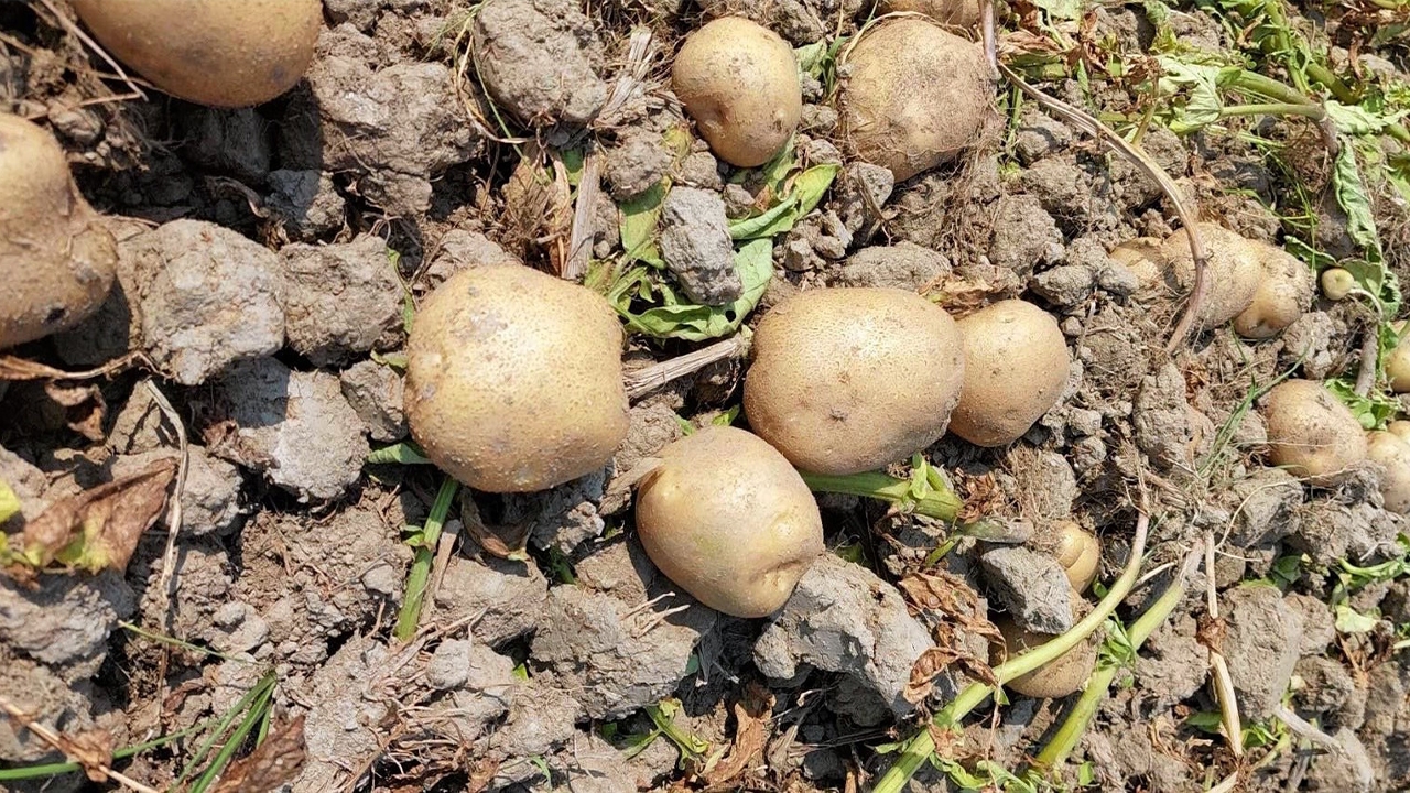 เร่งผลิตมันฝรั่งทดแทนนำเข้า