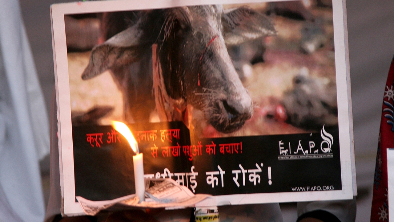 These animals were kill for a sacrifice.