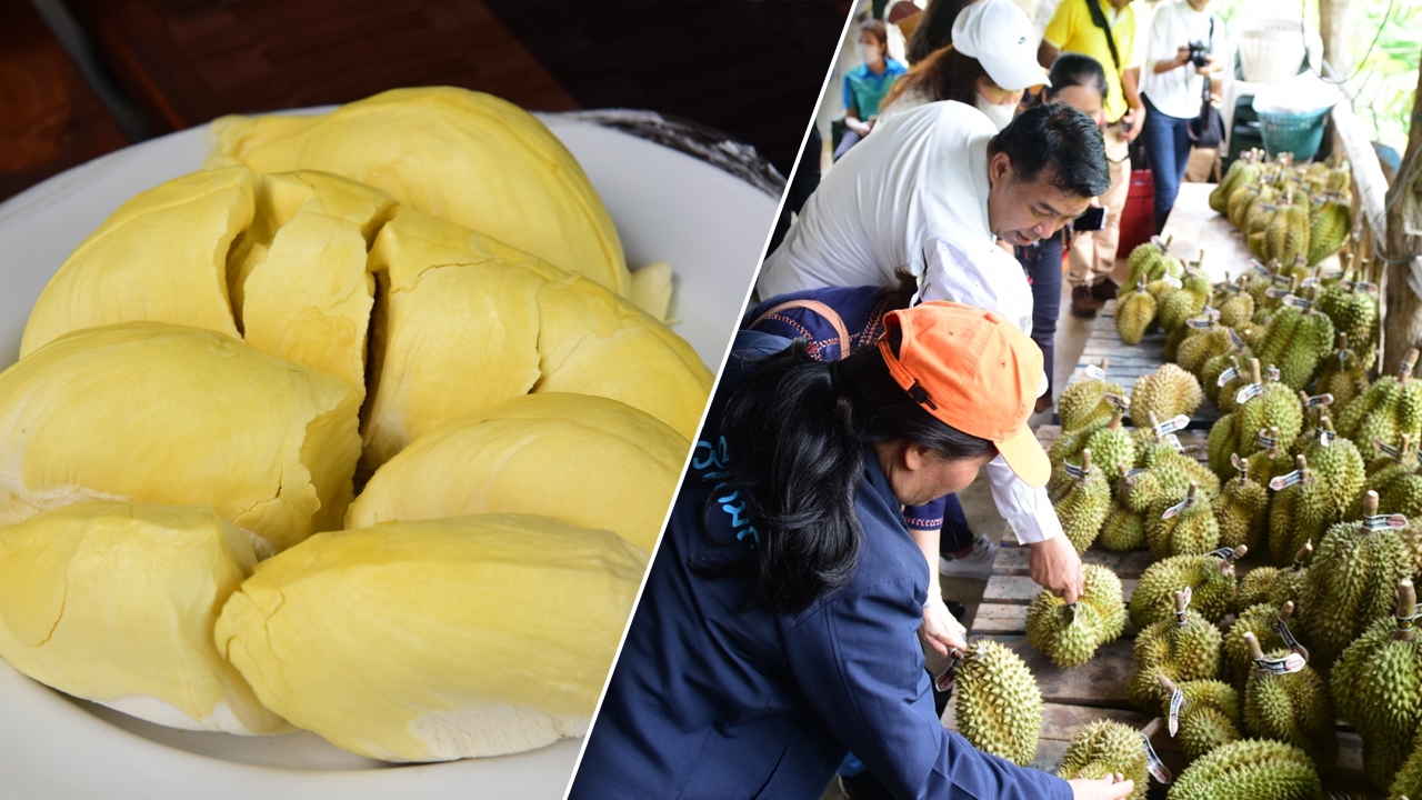 ชวนชิม "ทุเรียนเหมืองแร่" ไร่จักรพรรดิ ปลูกบนเหมืองแร่เก่าสวนผึ้ง กก.ละ 180