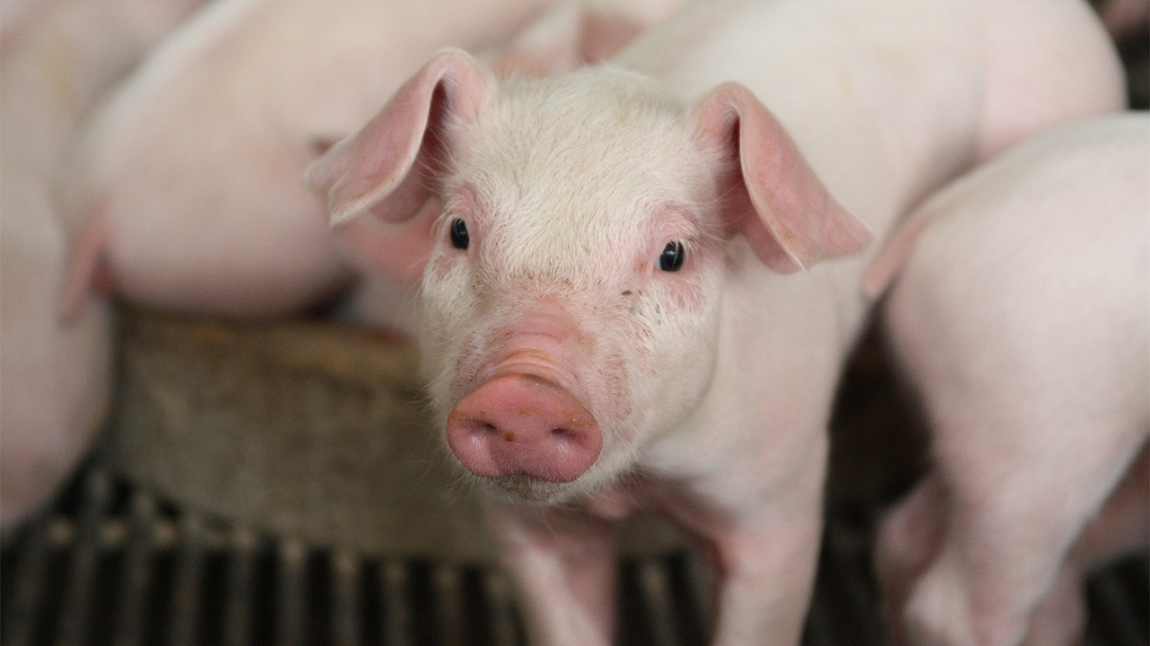 ว่าด้วยเรื่องหมู