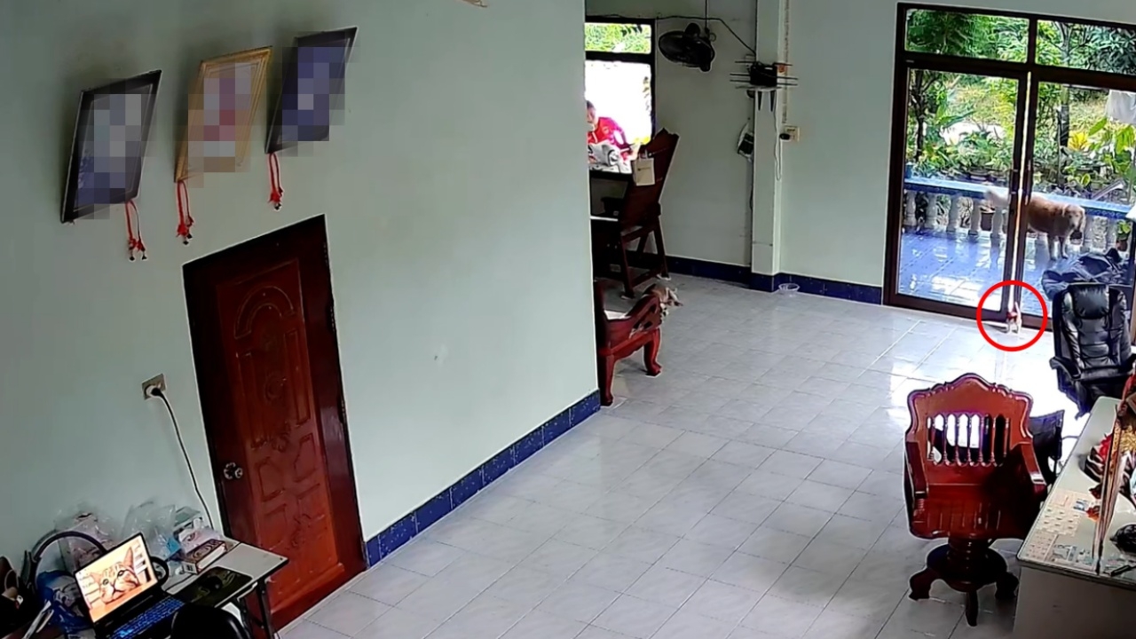 ทาสไม่ได้ตั้งใจ ลูกแมวเดินออกประตู ไม่พ้นถูกหนีบคอ ร้องเสียงดังลั่น (คลิป)