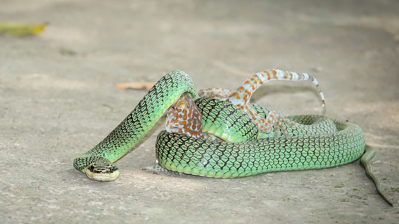 งูเขียวตุ๊กแก