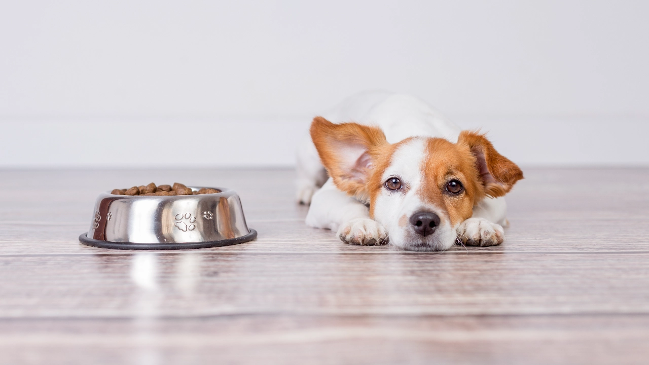 อาหารสุนัข เกรดพรีเมียม เกรดโฮลิสติก ยี่ห้อไหนดี 2023 ประโยชน์ครบ  ดีต่อสุขภาพ