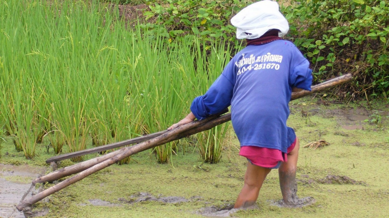 วิถีเกษตรอินทรีย์ ใช้แหนแดงปุ๋ยธรรมชาติในนาข้าว ช่วยเกษตรกรลดการใช้ปุ๋ยยูเรีย