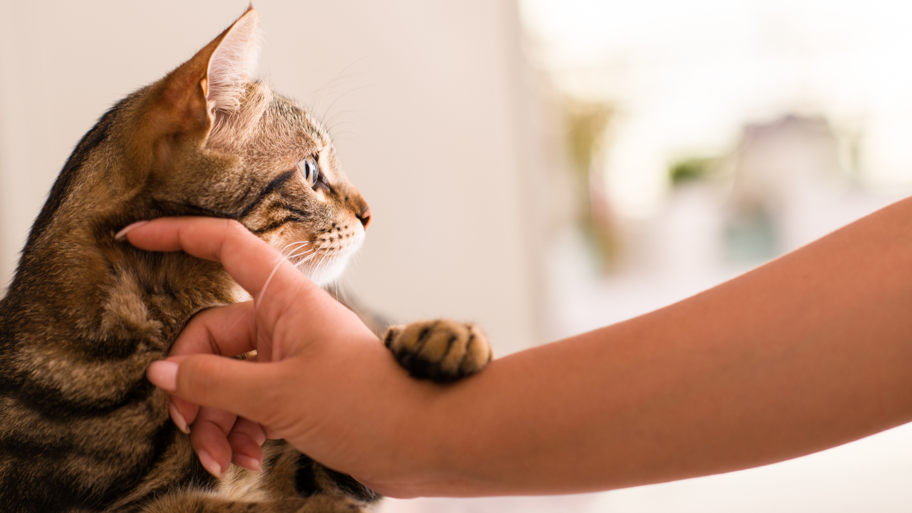 ทาสควรระวัง โรคเชื้อราแมว โรคยอดฮิต ติดสู่คนได้ในช่วงอากาศชื้น