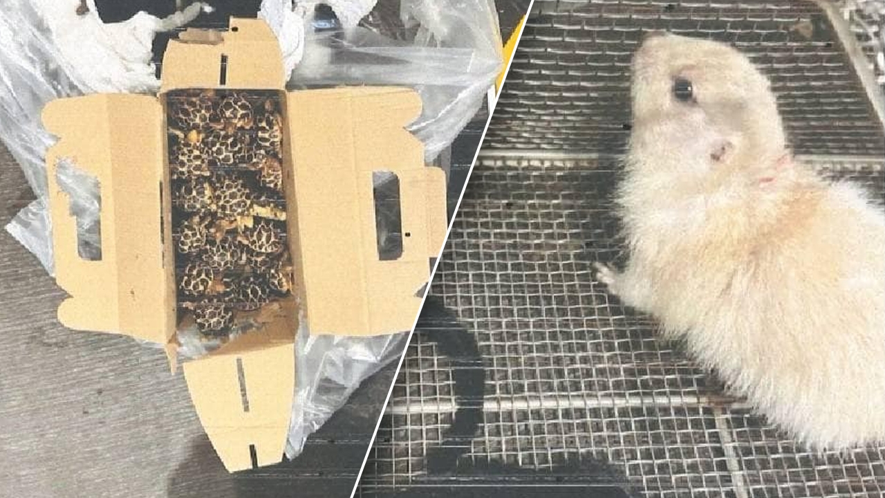 เร่งสอบข้อมูลผู้โดยสาร ลักลอบขนสัตว์ป่า จำนวน 25 ตัว ขึ้นเครื่องบิน 