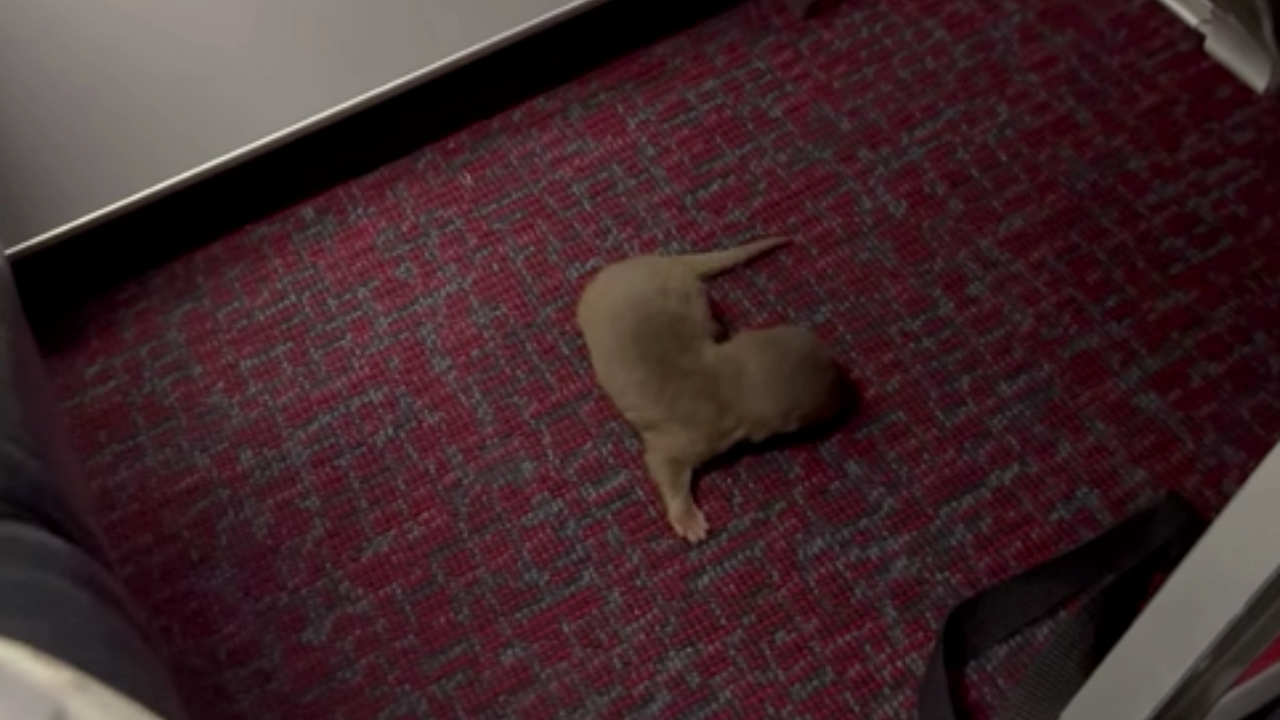 "สุวรรณภูมิ" แจงปมผู้โดยสารแอบนำสัตว์ขึ้นเครื่องบิน เกิดจากความผิดพลาดพนักงาน