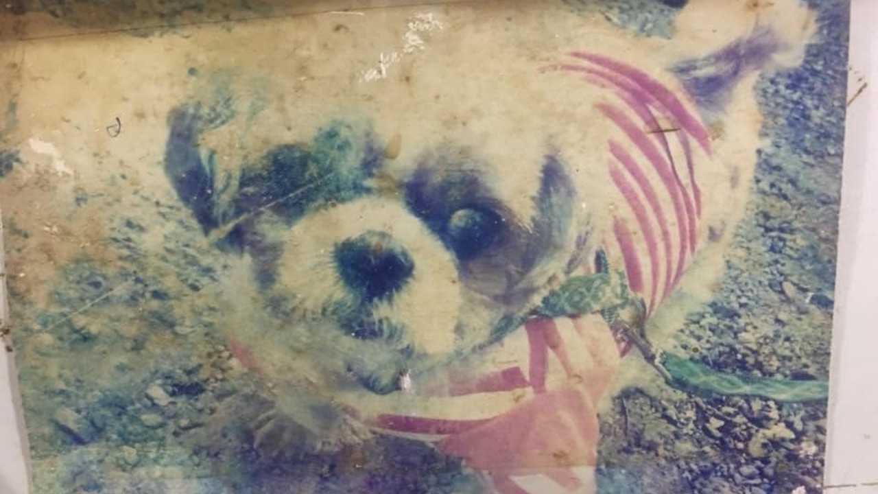 ชีวิตแสนเศร้า "พี่ดาโน่" สุนัขชิสุ ที่ถูกเจ้าของทิ้งไว้ จนหมดลมหายใจในคลินิก