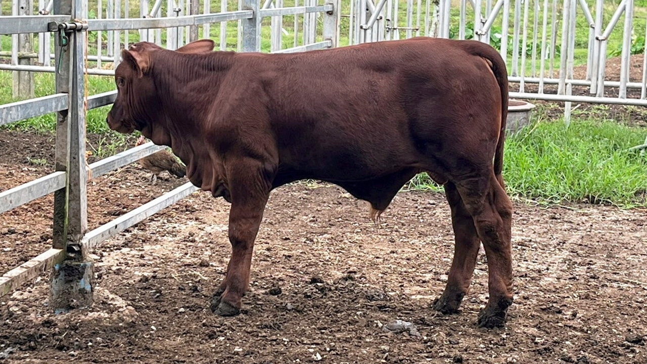 โคเนื้อเลือดผสม Beefmaster พัฒนาศักยภาพรองรับ FTA