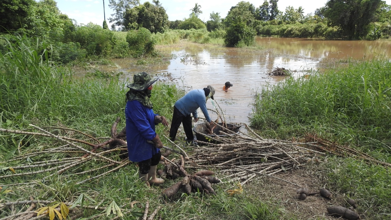เกษตรกรที่สวรรคโลก ลุยน้ำท่วมเก็บหัวมันสำปะหลัง หลังน้ำยมเอ่อท่วมเสียหายหมด