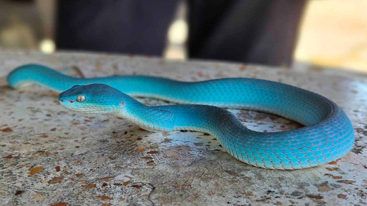 ฮือฮา หนุ่มจับ "งูทิฟฟานี่บลู" ผู้เชี่ยวชาญยันเป็น งูหายาก 1 ในล้าน