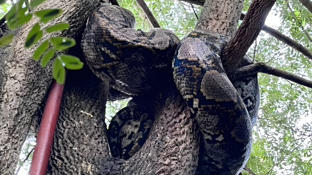 ชายฉกรรจ์ 3 คนเอาไม่อยู่ จับระทึก "งูเหลือมยักษ์" เขมือบไก่หนีขึ้นต้นมะขาม