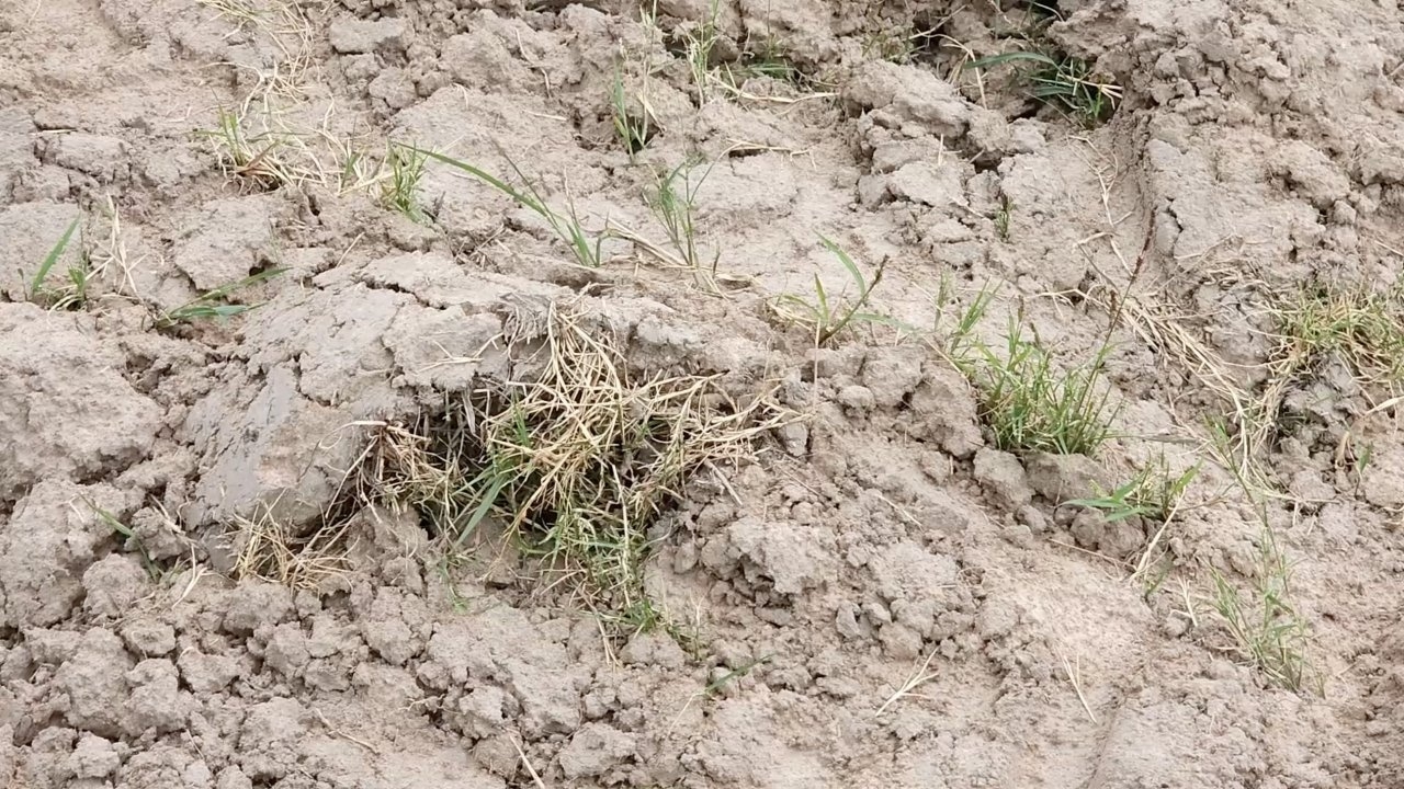 นิวซีแลนด์ สร้างเครื่องมือพยากรณ์ภัยแล้งใน 35 วันข้างหน้า ช่วยเหลือเกษตรกร