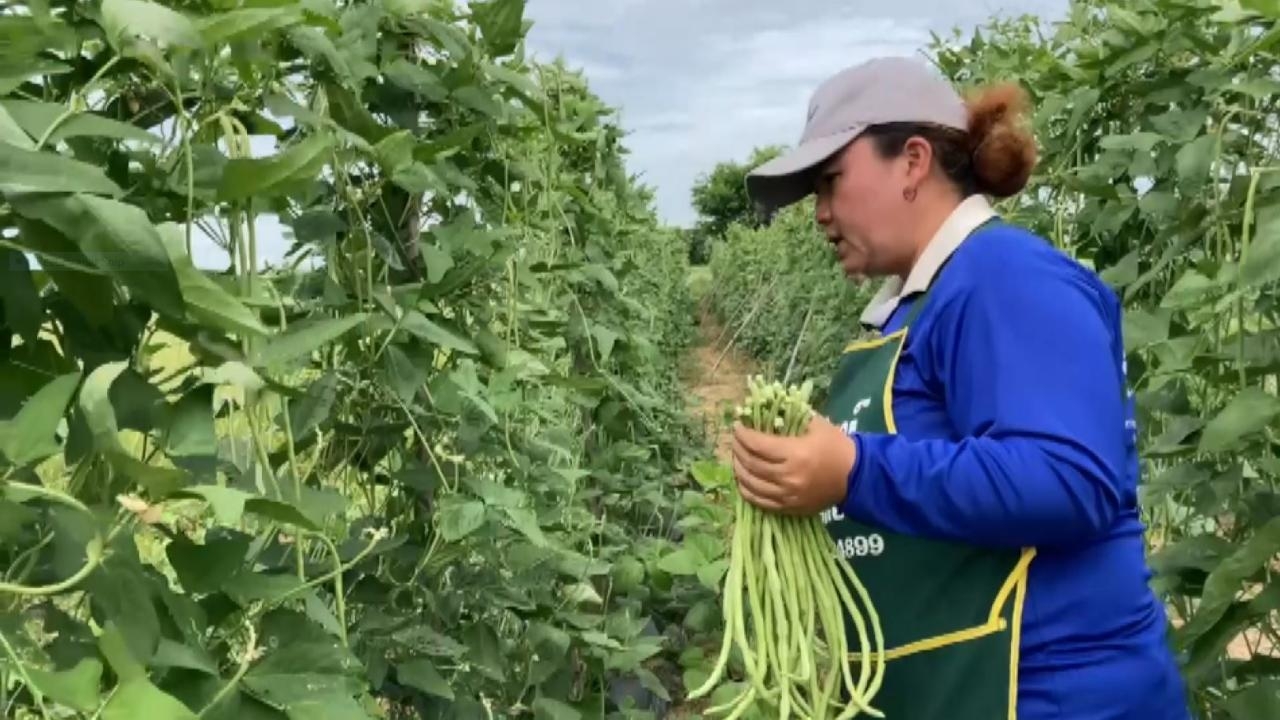 ชาวนาดงใหญ่พลิกวิกฤติแล้ง ปลูกถั่วฝักยาวแทนทำนา ใช้น้ำน้อยราคาดี กก.ละ 15 บาท