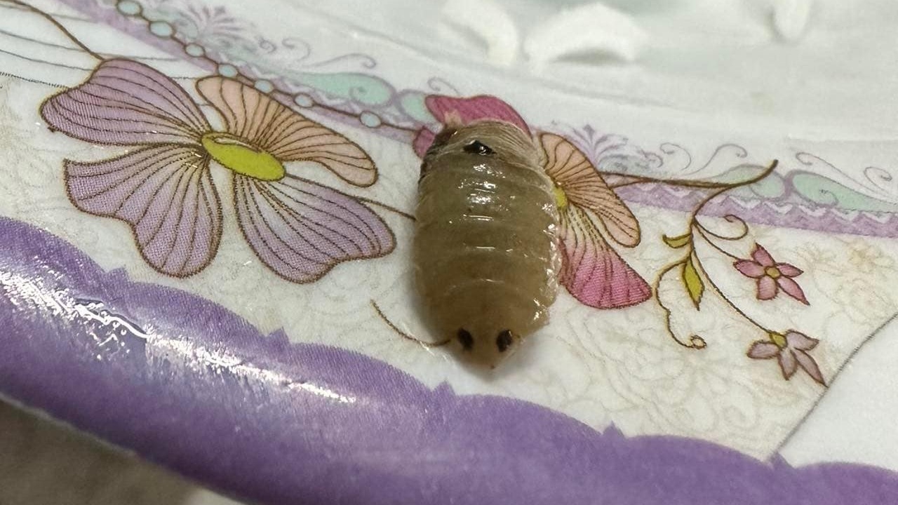 "หมอแล็บ" ไขข้อสงสัย "ตัวประหลาดในปลาทู" ที่แท้คือ "ไอโซพอด"