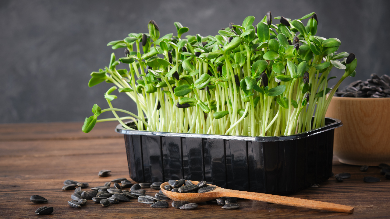 แจก “วิธีปลูกต้นอ่อนทานตะวัน” ผักใบอ่อนกินง่าย ปลูกขายสร้างกำไรงาม