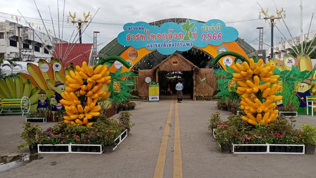 เกษตรกรขาณุวรลักษบุรี คว้าแชมป์ประกวดกล้วยไข่ งานประเพณีสารทไทยฯ กำแพงเพชร 2566