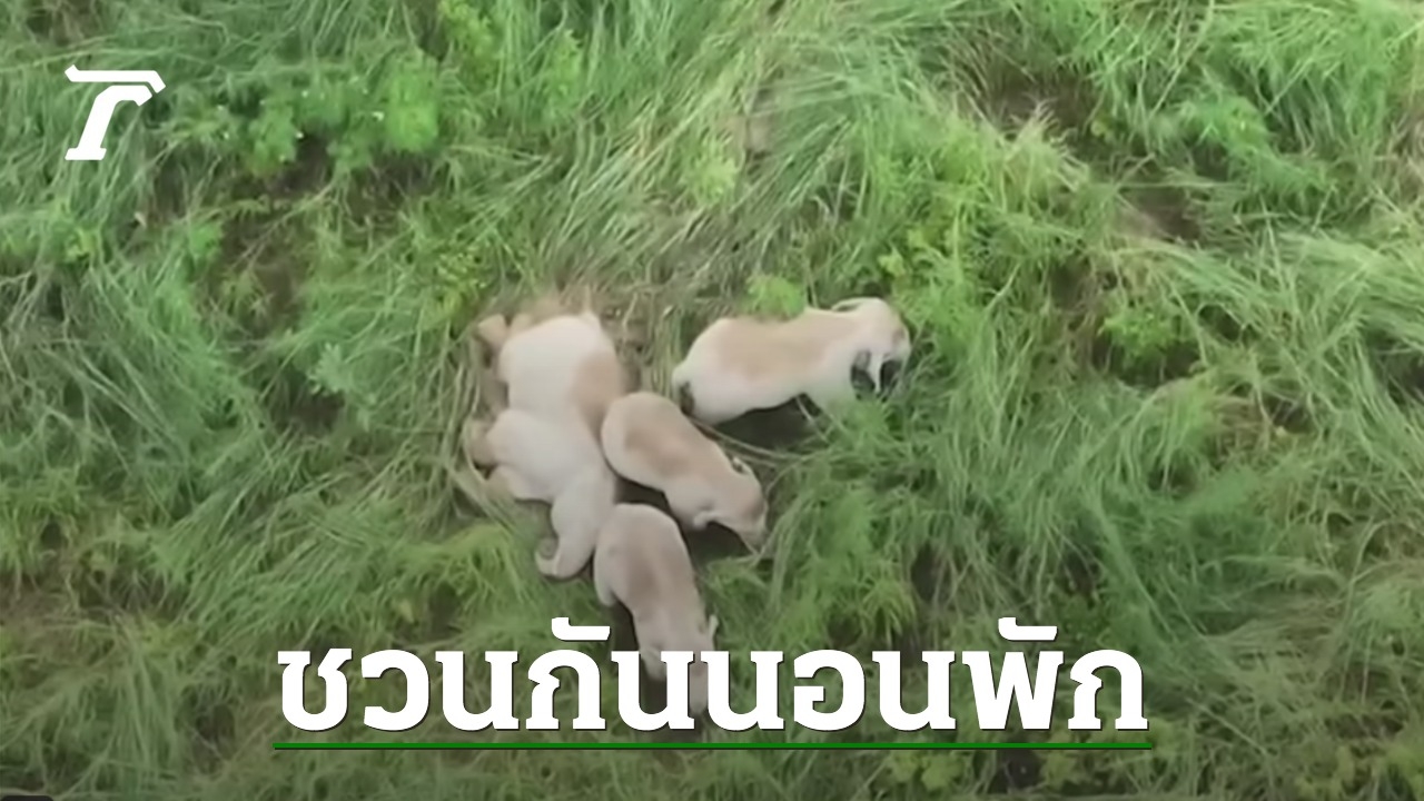 Adorable Moments of 5 Wild Elephants Sleeping at Phu Luang Wildlife Research Station