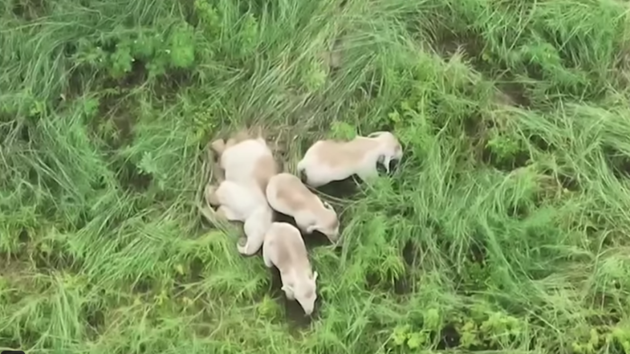 โมเมนต์สุดเอ็นดู 5 ช้างป่า นอนพักผ่อนอยู่บนหญ้า หลังจากไม่ได้เจอกันมา 81 วัน