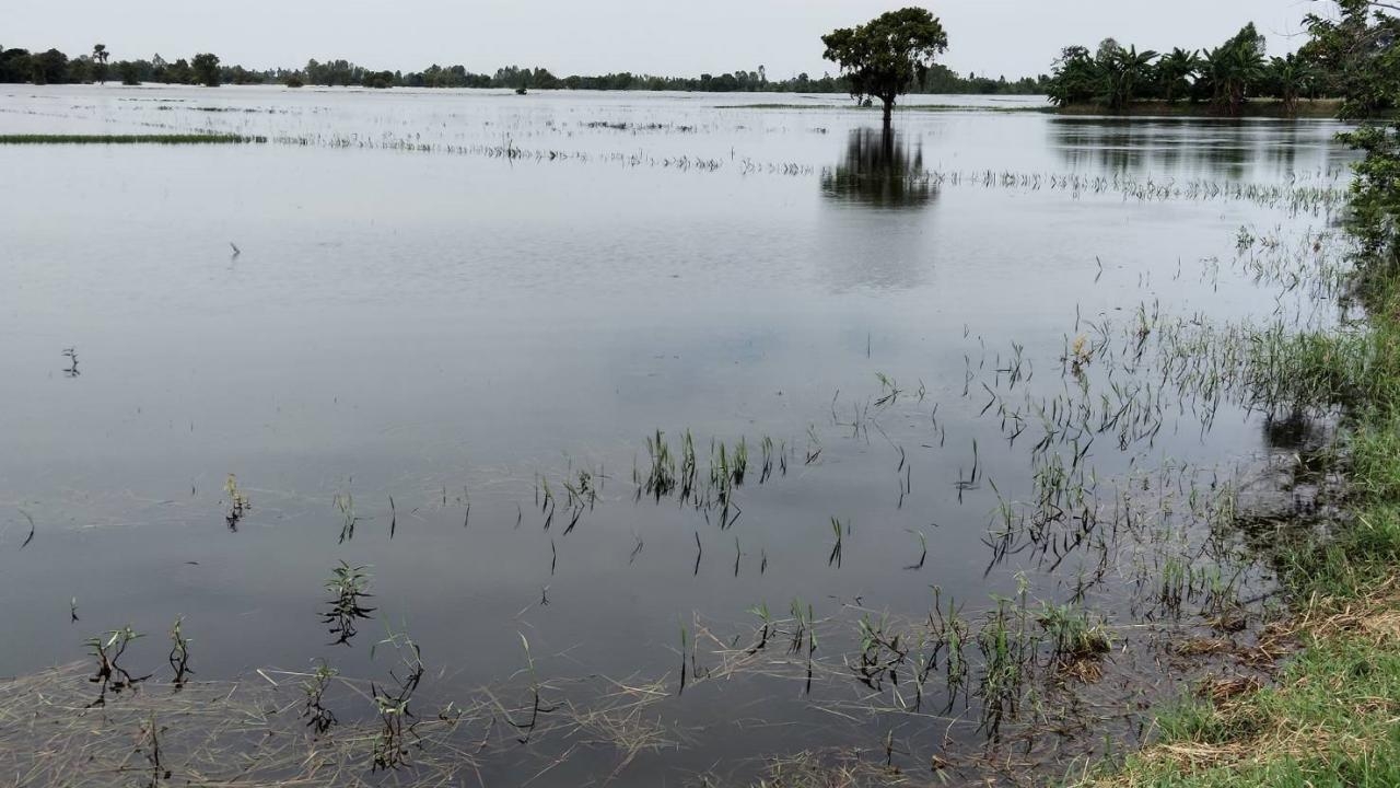 ชาวนากาฬสินธุ์สุดช้ำ เขื่อนลำปาวระบายน้ำ ท่วมนาข้าวเสียหายกว่า 8,000 ไร่