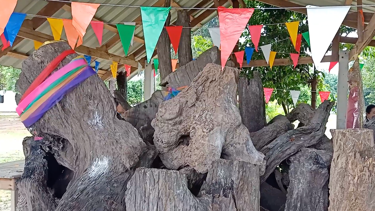 คอหวยทาแป้งขอโชค "ต้นตะเคียนทอง" ยิ้มได้ "เลขเด็ด" ติดไม้ติดมือไปลุ้นรวย