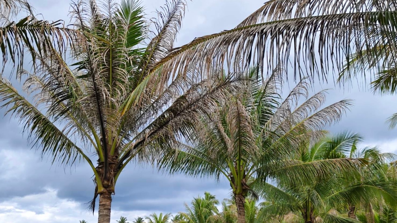 หนอนหัวดำระบาดหนัก ชาวสวนมะพร้าวบางสะพาน ทอดผ้าป่าซื้อสารเคมี หวังจำกัดวงไม่ให้ระบาด