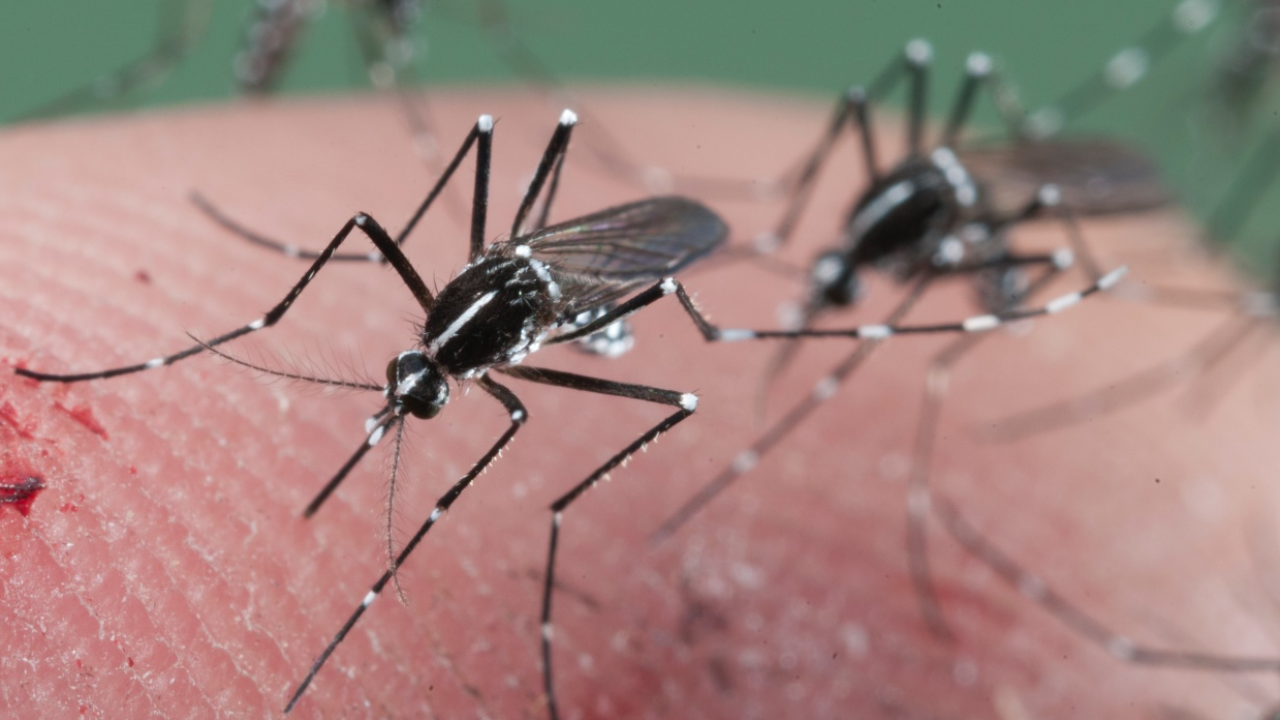 ไข้เลือดออก และวัคซีนป้องกันไข้เลือดออกชนิดใหม่