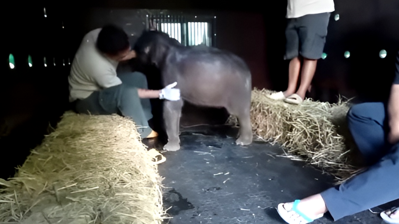 เอาใจช่วย "น้องกันยา" ลูกช้างป่าพลัดหลง เตรียมไปอยู่กับ "แม่รับ" ที่เชียงใหม่