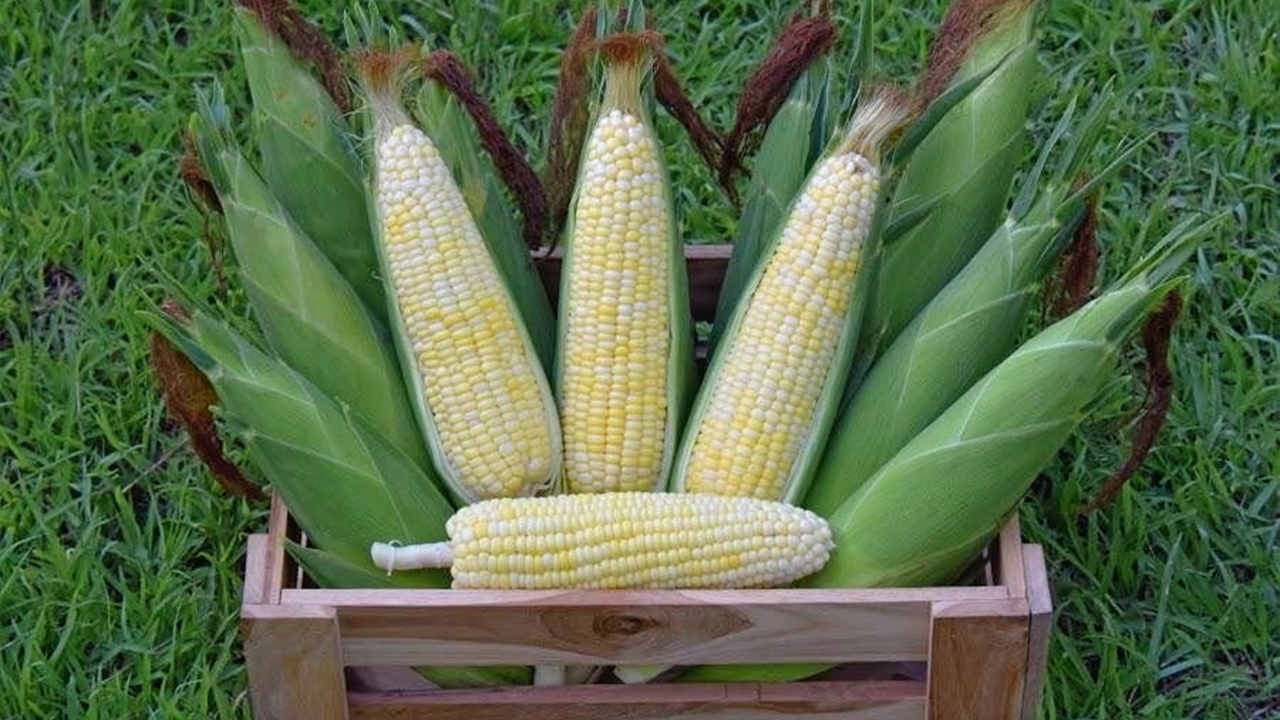 เทคนิคเพิ่มผลผลิตข้าวโพดหวาน ใส่ปุ๋ยตามลักษณะเนื้อดิน