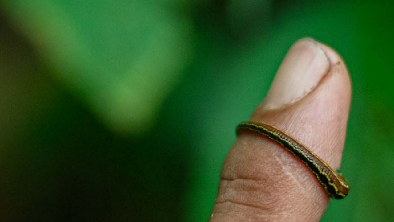 นักเดินป่าเล่าประสบการณ์สุดขนลุก "ทาก" ไต่เข้าตา ติดอยู่ราวครึ่งชั่วโมง